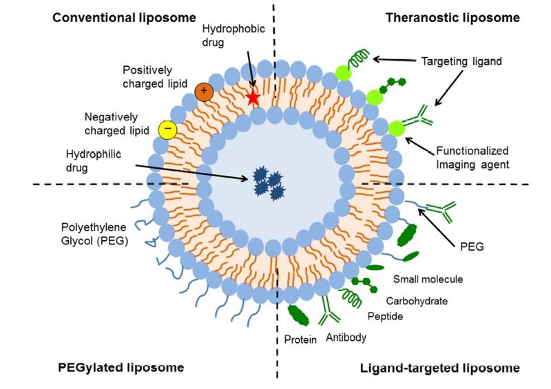 Liposomal Technology - Essentials Figure 2